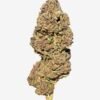 Fleur de Lemon Cookie Purple