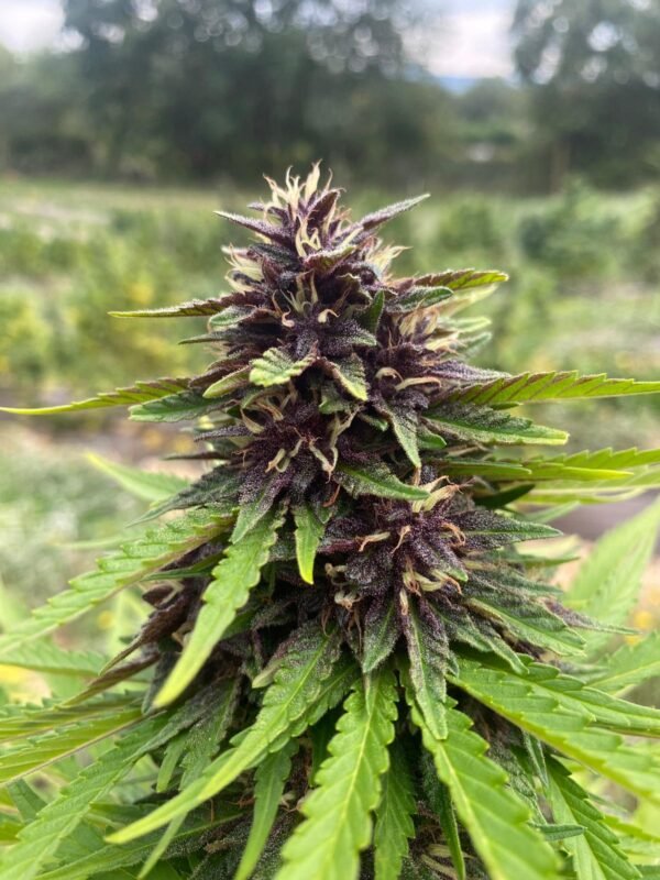 blue diesel (3) Fleur de Blue Diesel