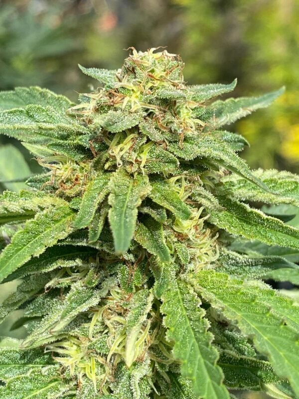 legendary og Fleur de Legendary OG