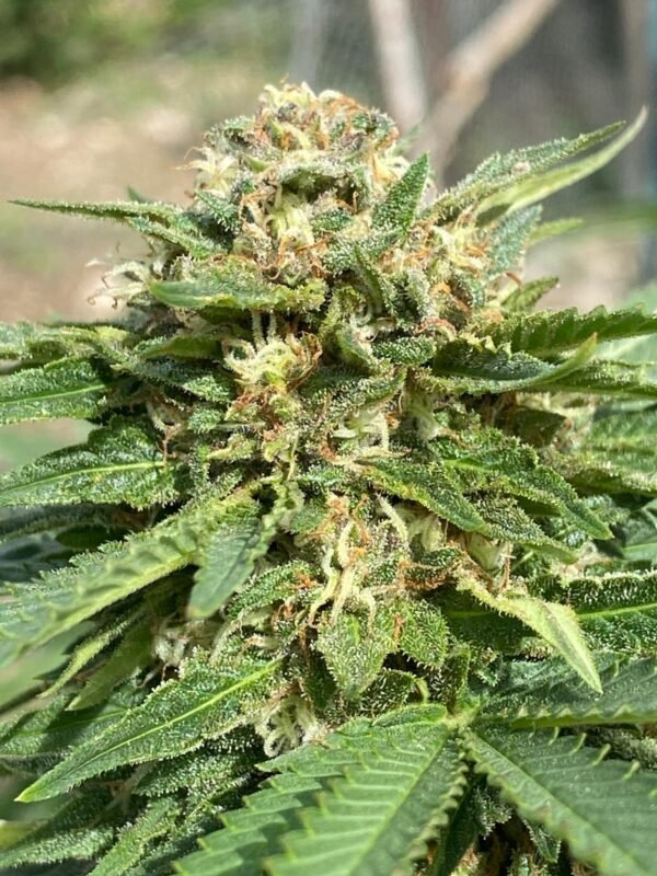 lemon cookie Fleur de Lemon Cookie