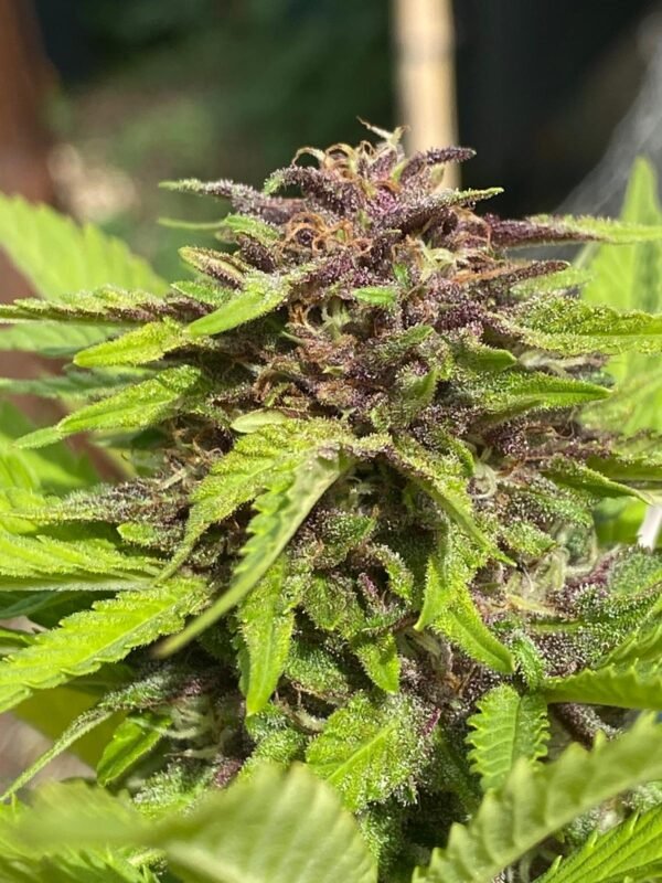 lemon cookie purple (2) Fleur de Lemon Cookie Purple