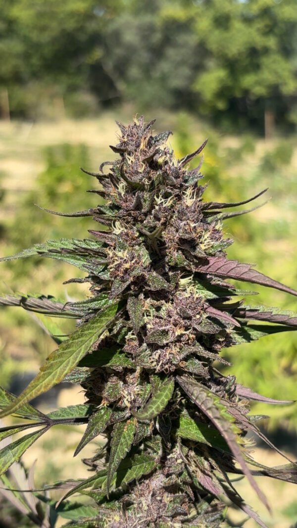 CjYKMlNuYXBjaGF0LzEzLjYxLjAuNDYgKGlQaG9uZTE1LDQ7IGlPUyAxOC42LjI7IGd6aXApIAI= Fleur d'Abacus