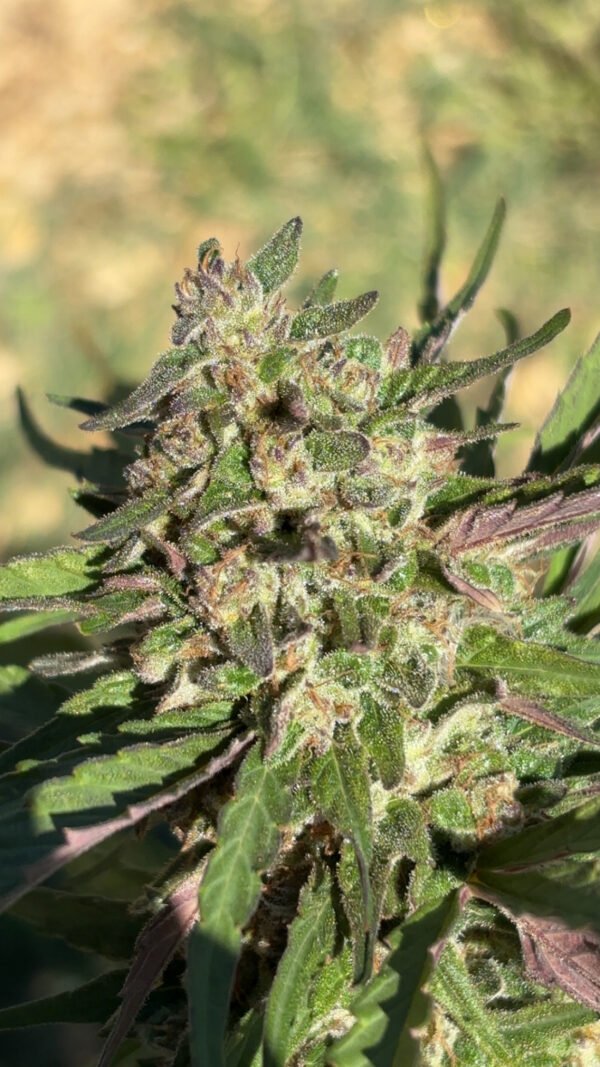 CjUKMVNuYXBjaGF0LzEzLjU5LjEuMCAoaVBob25lMTUsNDsgaU9TIDE4LjYuMjsgZ3ppcCkgAg== Fleur de Berry Cream Cake