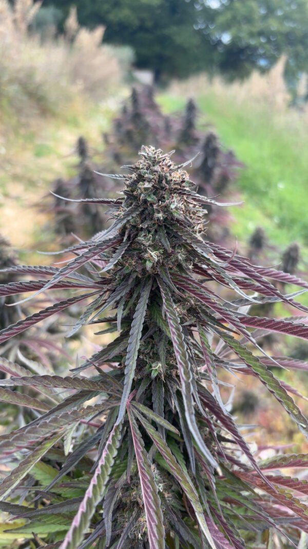 CjUKMVNuYXBjaGF0LzEzLjYyLjEuMCAoaVBob25lMTUsNDsgaU9TIDE4LjYuMjsgZ3ppcCkgAg== Fleur de Blue Dynamite