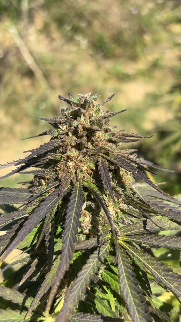 CjYKMlNuYXBjaGF0LzEzLjYxLjAuNDYgKGlQaG9uZTE1LDQ7IGlPUyAxOC42LjI7IGd6aXApIAI= Fleur de Cassis Kush