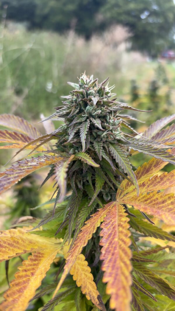 Fleur de Zombie Cookie Kush